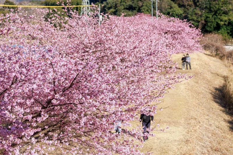 無料壁紙 河津桜の並木を歩く人。PCとデスクトップ壁紙に最適な4K高画質の無料壁紙。三重県紀北町の種まき権兵衛の里の河津桜で撮影したフリー写真素材