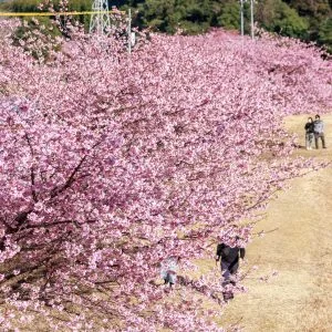 無料壁紙 河津桜の並木を歩く人。PCとデスクトップ壁紙に最適な4K高画質の無料壁紙。三重県紀北町の種まき権兵衛の里の河津桜で撮影したフリー写真素材