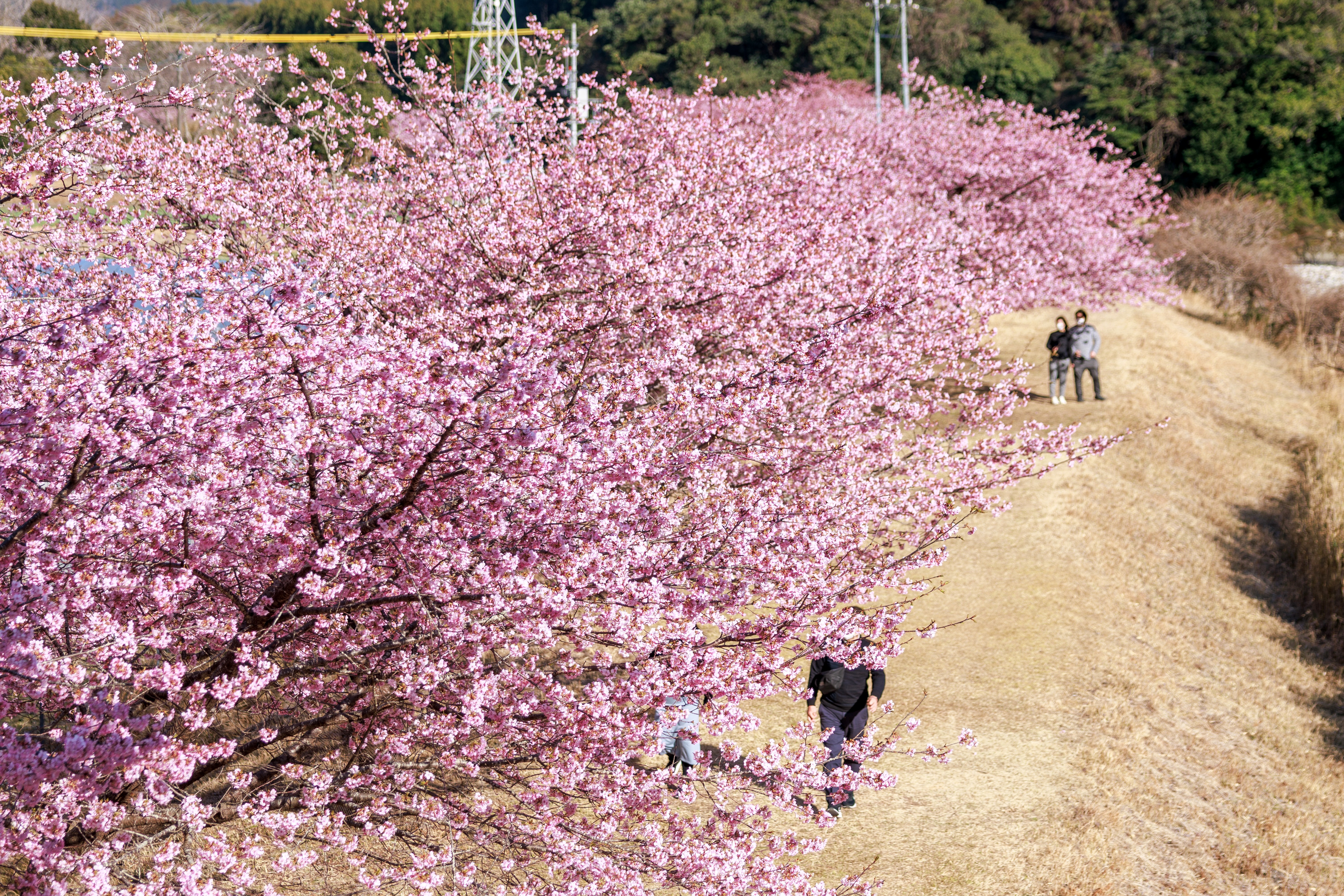 無料壁紙 河津桜の並木を歩く人。PCとデスクトップ壁紙に最適な4K高画質の無料壁紙。三重県紀北町の種まき権兵衛の里の河津桜で撮影したフリー写真素材