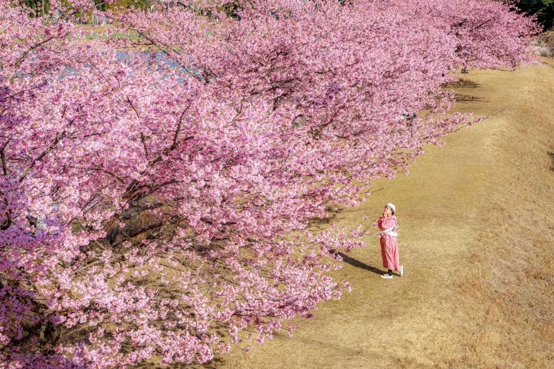 無料壁紙 平尾吊橋から見下ろす河津桜並木。PCとデスクトップ壁紙に最適な4K高画質の無料壁紙。三重県紀北町の種まき権兵衛の里の河津桜で撮影したフリー写真素材