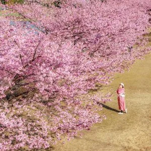 無料壁紙 平尾吊橋から見下ろす河津桜並木。PCとデスクトップ壁紙に最適な4K高画質の無料壁紙。三重県紀北町の種まき権兵衛の里の河津桜で撮影したフリー写真素材