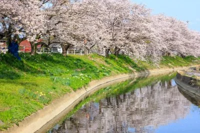 無料壁紙 鍋田川テニスコート近くの桜並木。PCとデスクトップ壁紙に最適な4K高画質の無料壁紙。三重県木曽岬町の鍋田川堤桜並木で撮影したフリー写真素材