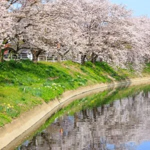 無料壁紙 鍋田川テニスコート近くの桜並木。PCとデスクトップ壁紙に最適な4K高画質の無料壁紙。三重県木曽岬町の鍋田川堤桜並木で撮影したフリー写真素材