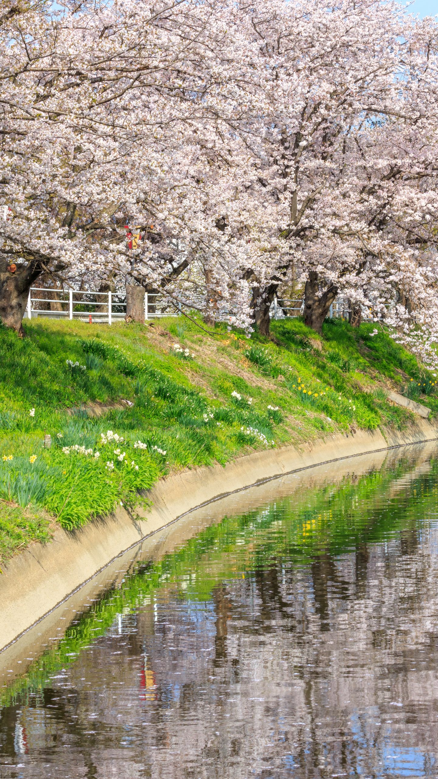 鍋田川テニスコート近くの桜並木(三重県木曽岬町・鍋田川堤桜並木)