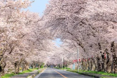 無料壁紙 車道の桜並木。PCとデスクトップ壁紙に最適な4K高画質の無料壁紙。三重県木曽岬町の鍋田川堤桜並木で撮影したフリー写真素材