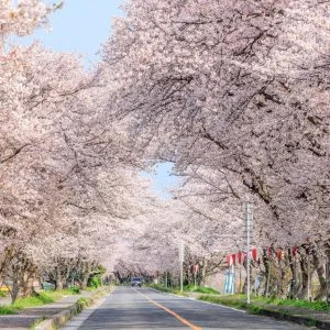 鍋田川堤桜並木のフリー写真素材