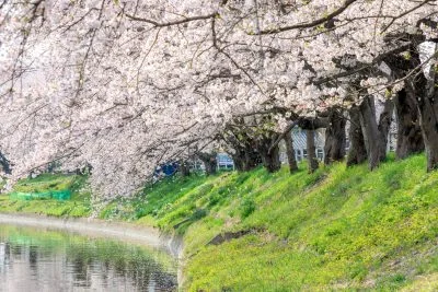 無料壁紙 鍋田川に舞う桜吹雪。PCとデスクトップ壁紙に最適な4K高画質の無料壁紙。三重県木曽岬町の鍋田川堤桜並木で撮影したフリー写真素材