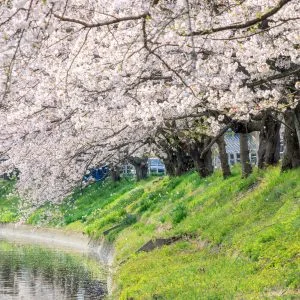 無料壁紙 鍋田川に舞う桜吹雪。PCとデスクトップ壁紙に最適な4K高画質の無料壁紙。三重県木曽岬町の鍋田川堤桜並木で撮影したフリー写真素材