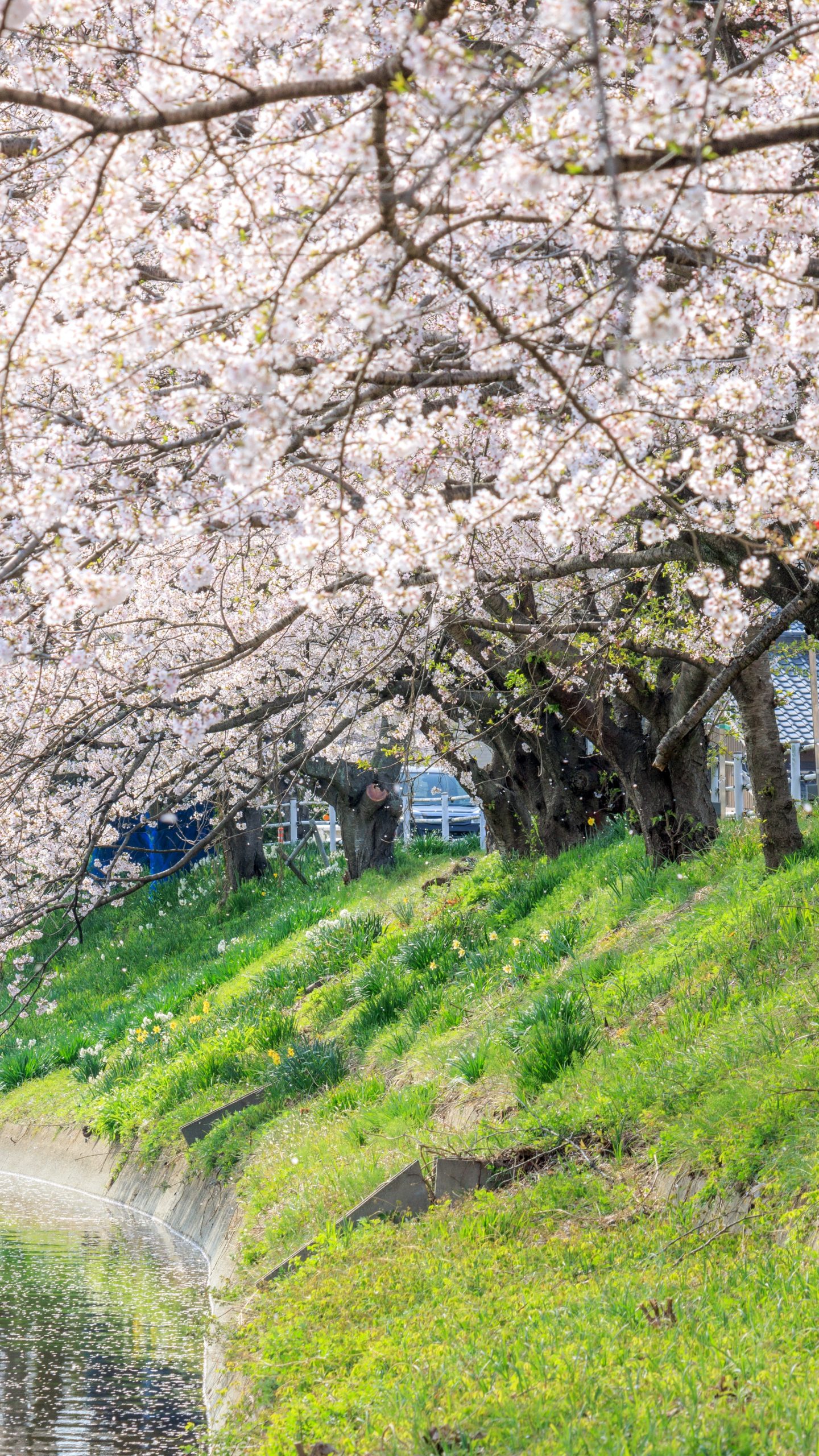 鍋田川に舞う桜吹雪(三重県木曽岬町・鍋田川堤桜並木)