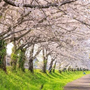 無料壁紙 遊歩道を散策する親子連れ。PCとデスクトップ壁紙に最適な4K高画質の無料壁紙。三重県木曽岬町の鍋田川堤桜並木で撮影したフリー写真素材