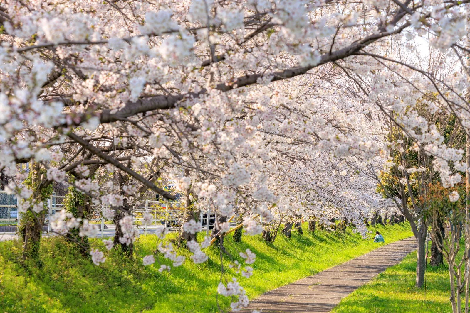 無料壁紙 遊歩道の桜並木。PCとデスクトップ壁紙に最適な4K高画質の無料壁紙。三重県木曽岬町の鍋田川堤桜並木で撮影したフリー写真素材