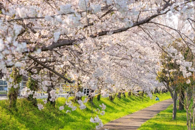 無料壁紙 遊歩道の桜並木。PCとデスクトップ壁紙に最適な4K高画質の無料壁紙。三重県木曽岬町の鍋田川堤桜並木で撮影したフリー写真素材