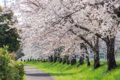 無料壁紙 遊歩道に密集する桜並木。PCとデスクトップ壁紙に最適な4K高画質の無料壁紙。三重県木曽岬町の鍋田川堤桜並木で撮影したフリー写真素材