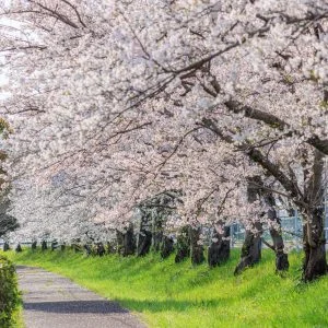 無料壁紙 遊歩道に密集する桜並木。PCとデスクトップ壁紙に最適な4K高画質の無料壁紙。三重県木曽岬町の鍋田川堤桜並木で撮影したフリー写真素材