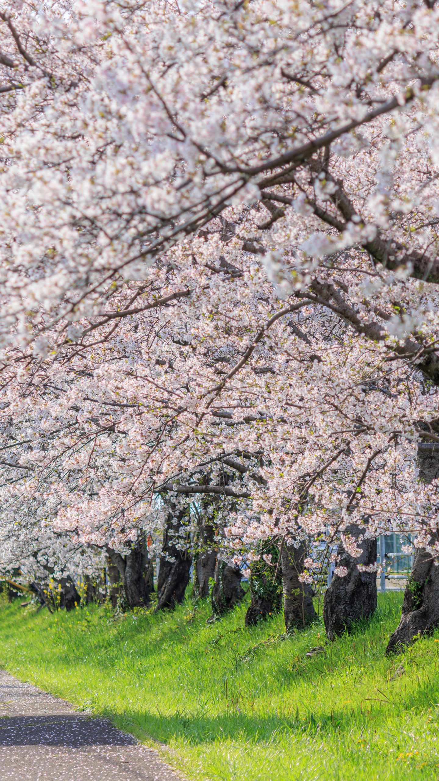 遊歩道に密集する桜並木(三重県木曽岬町・鍋田川堤桜並木)