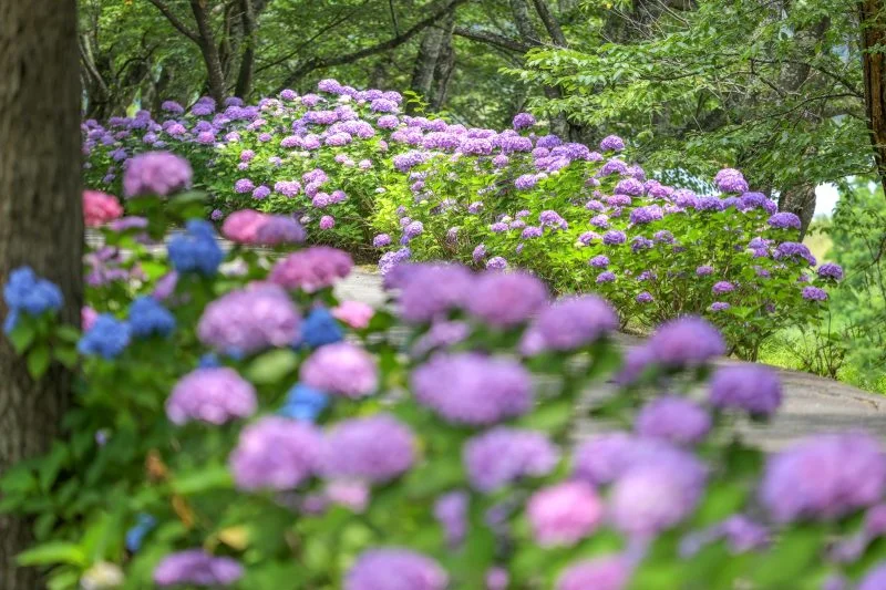 無料壁紙 色とりどりの紫陽花。PCとデスクトップ壁紙に最適な4K高画質の無料壁紙。三重県度会町の宮リバー度会パークで撮影したフリー写真素材