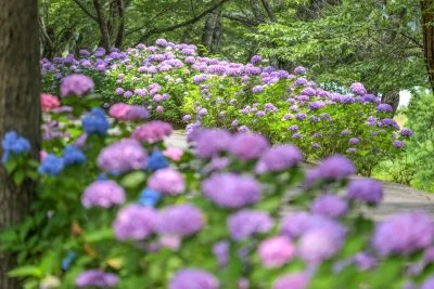 無料壁紙 色とりどりの紫陽花。PCとデスクトップ壁紙に最適な4K高画質の無料壁紙。三重県度会町の宮リバー度会パークで撮影したフリー写真素材