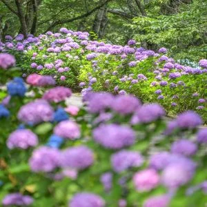 無料壁紙 色とりどりの紫陽花。PCとデスクトップ壁紙に最適な4K高画質の無料壁紙。三重県度会町の宮リバー度会パークで撮影したフリー写真素材