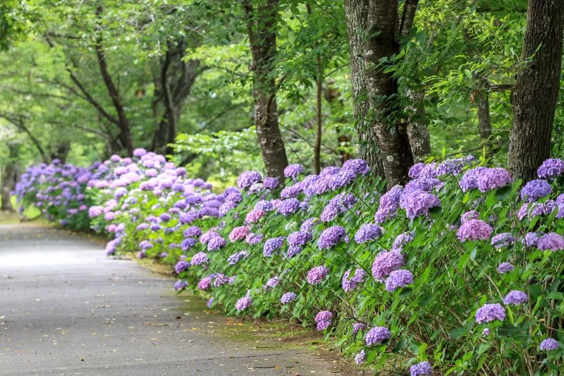 無料壁紙 300株の紫陽花ロード。PCとデスクトップ壁紙に最適な4K高画質の無料壁紙。三重県度会町の宮リバー度会パークで撮影したフリー写真素材