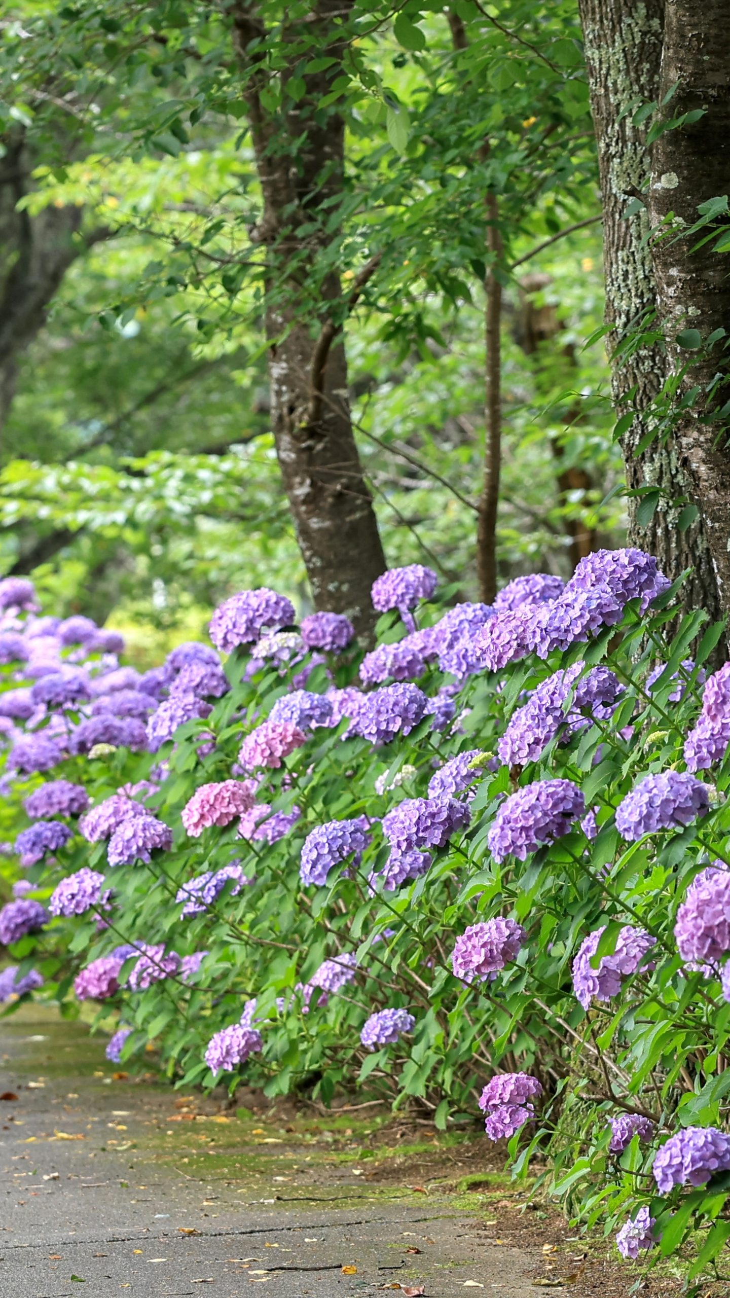 無料壁紙 300株の紫陽花ロード。PCとデスクトップ壁紙に最適な4K高画質の無料壁紙。三重県度会町の宮リバー度会パークで撮影したフリー写真素材