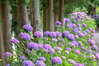 無料壁紙 メルヘンチックな紫陽花。PCとデスクトップ壁紙に最適な4K高画質の無料壁紙。三重県度会町の宮リバー度会パークで撮影したフリー写真素材