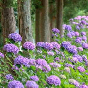 無料壁紙 メルヘンチックな紫陽花。PCとデスクトップ壁紙に最適な4K高画質の無料壁紙。三重県度会町の宮リバー度会パークで撮影したフリー写真素材