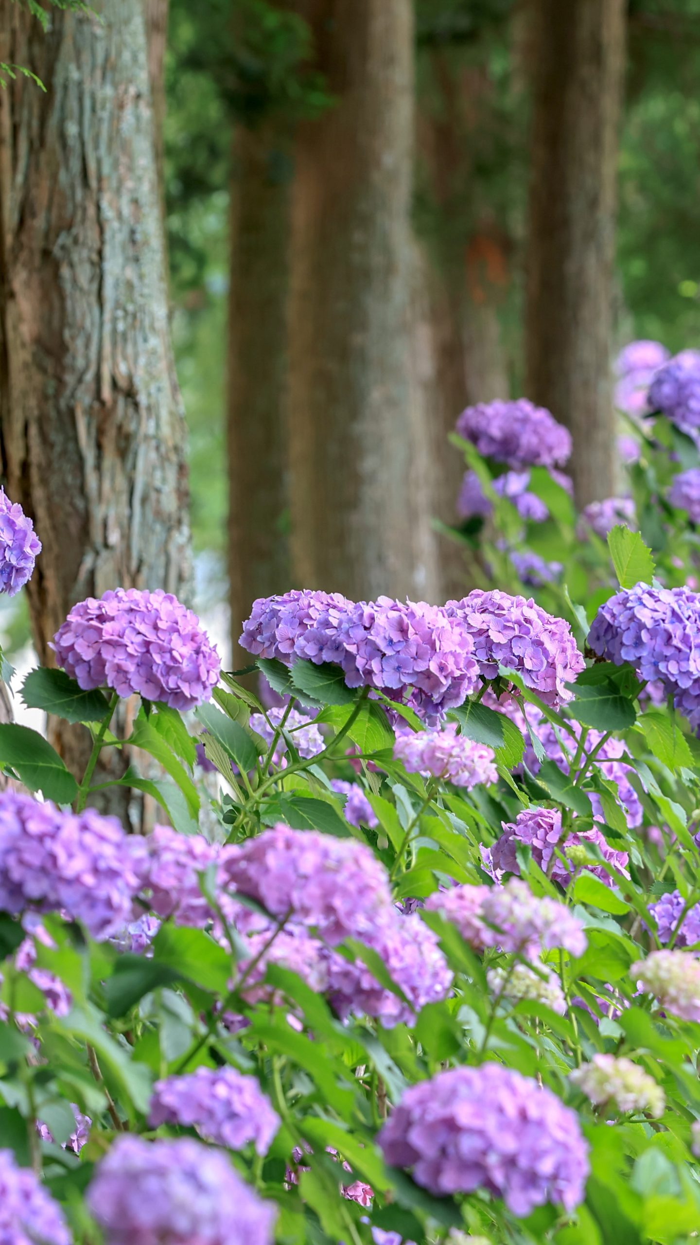 メルヘンチックな紫陽花(三重県度会町・宮リバー度会パーク)