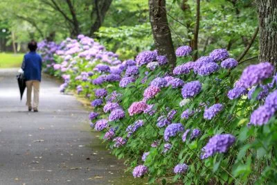 無料壁紙 紫陽花の遊歩道を歩く人。PCとデスクトップ壁紙に最適な4K高画質の無料壁紙。三重県度会町の宮リバー度会パークで撮影したフリー写真素材