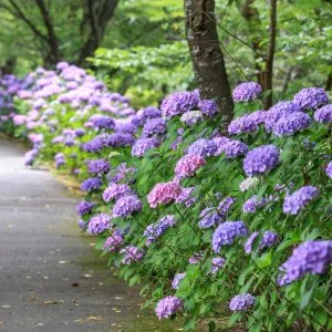 無料壁紙 紫陽花の遊歩道を歩く人。PCとデスクトップ壁紙に最適な4K高画質の無料壁紙。三重県度会町の宮リバー度会パークで撮影したフリー写真素材