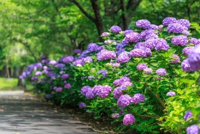 無料壁紙 紫の紫陽花ロード。PCとデスクトップ壁紙に最適な4K高画質の無料壁紙。三重県度会町の宮リバー度会パークで撮影したフリー写真素材