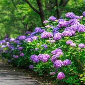 無料壁紙 紫の紫陽花ロード。PCとデスクトップ壁紙に最適な4K高画質の無料壁紙。三重県度会町の宮リバー度会パークで撮影したフリー写真素材