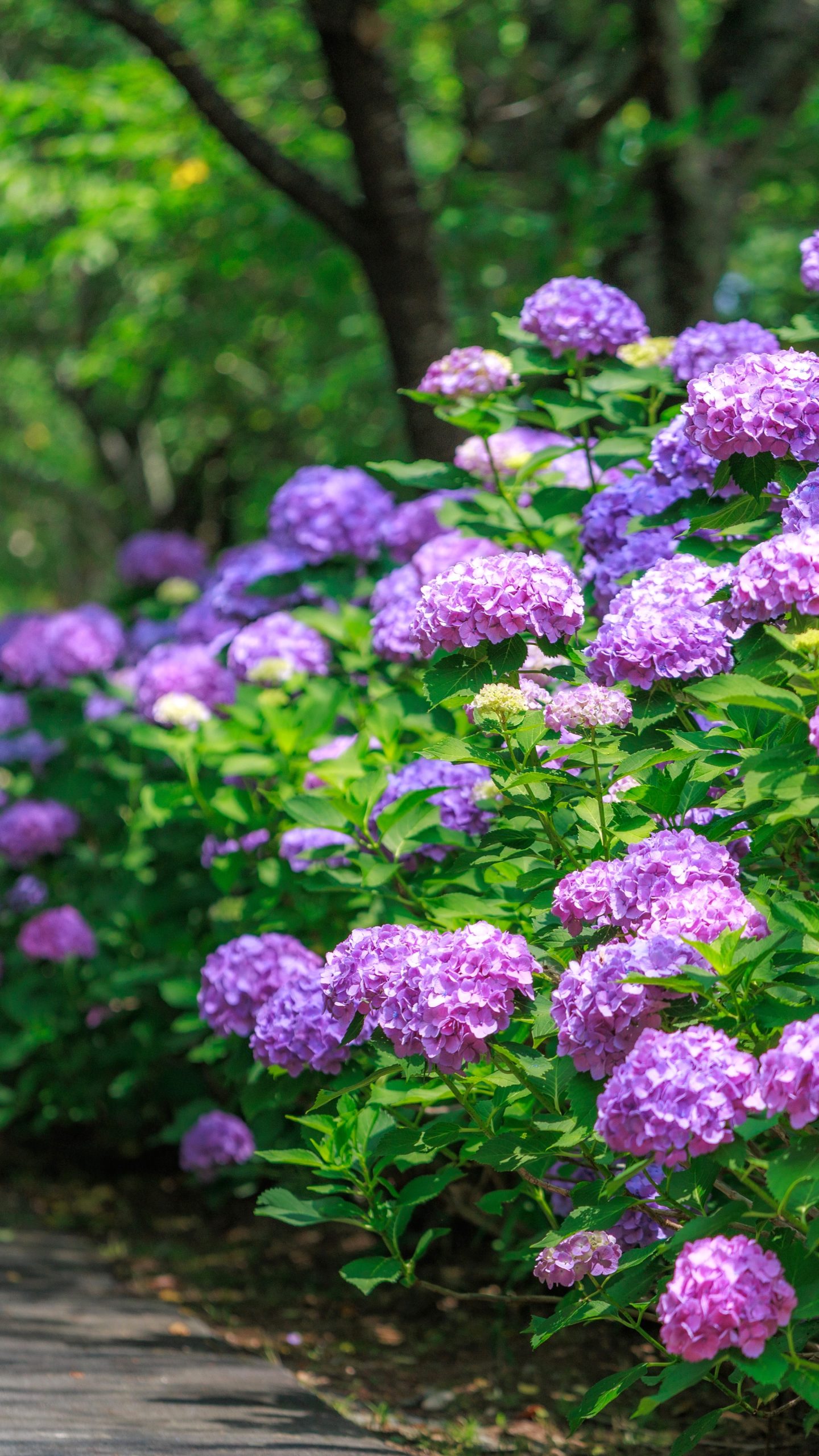 紫の紫陽花ロード(三重県度会町・宮リバー度会パーク)