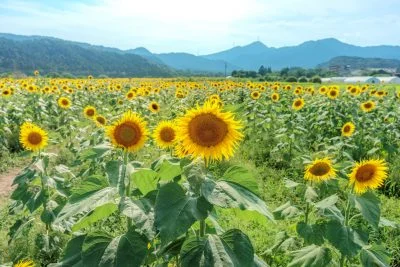 無料壁紙 山々とひまわり畑。PCとデスクトップ壁紙に最適な4K高画質の無料壁紙。三重県亀山市の関町のひまわり畑で撮影したフリー写真素材