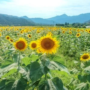 無料壁紙 山々とひまわり畑。PCとデスクトップ壁紙に最適な4K高画質の無料壁紙。三重県亀山市の関町のひまわり畑で撮影したフリー写真素材