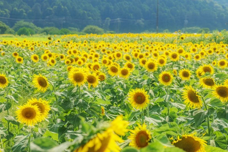 無料壁紙 密集するひまわり畑。PCとデスクトップ壁紙に最適な4K高画質の無料壁紙。三重県亀山市の関町のひまわり畑で撮影したフリー写真素材