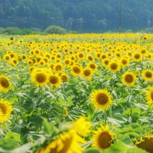 関町のひまわり畑のフリー写真素材