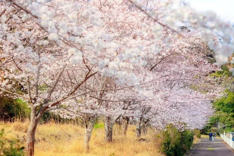 無料壁紙 遊歩道沿いの桜並木。PCとデスクトップ壁紙に最適な4K高画質の無料壁紙。三重県尾鷲市の土井竹林で撮影したフリー写真素材