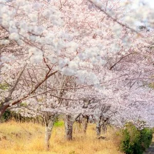 無料壁紙 遊歩道沿いの桜並木。PCとデスクトップ壁紙に最適な4K高画質の無料壁紙。三重県尾鷲市の土井竹林で撮影したフリー写真素材