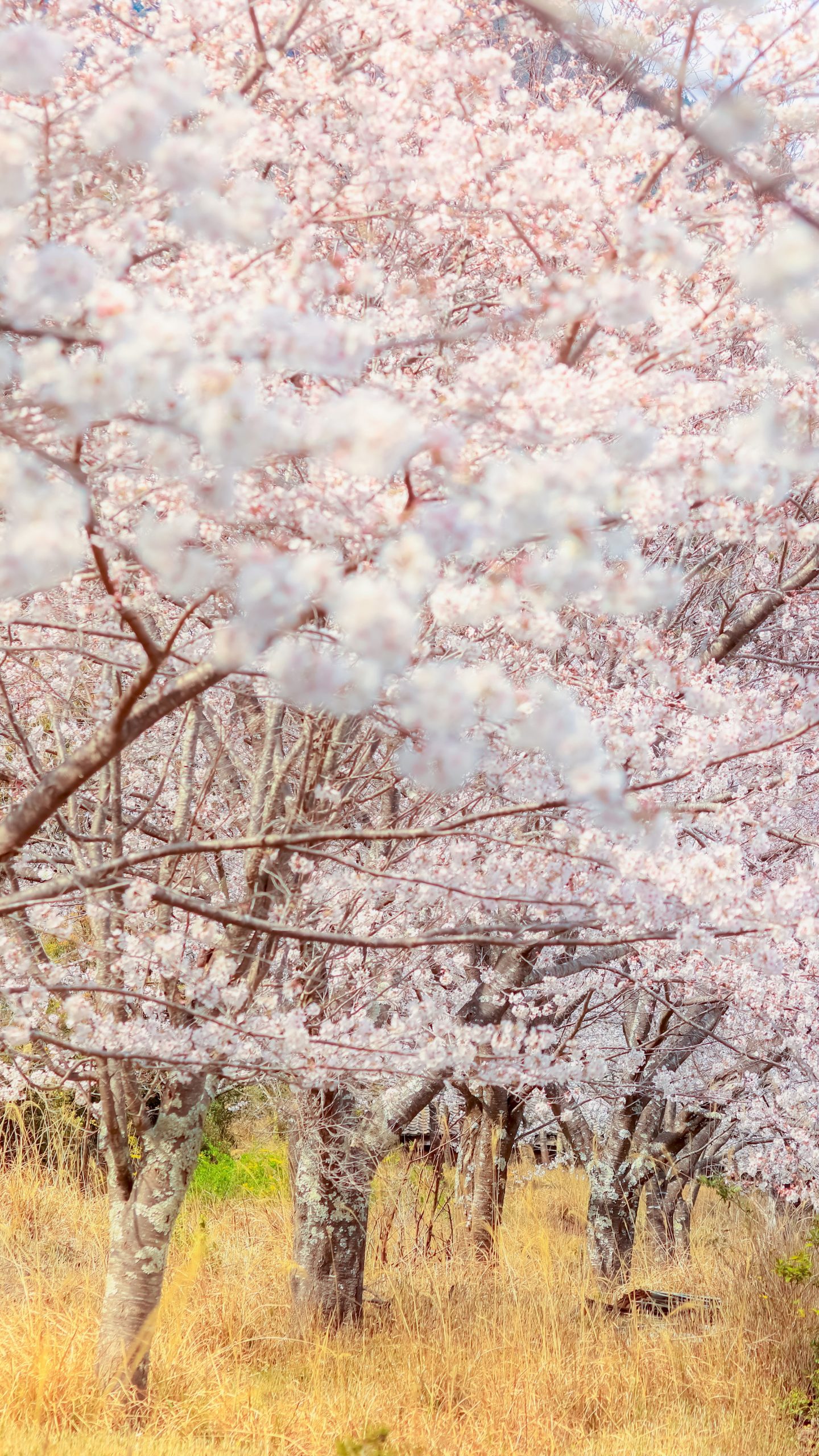 無料壁紙 遊歩道沿いの桜並木。PCとデスクトップ壁紙に最適な4K高画質の無料壁紙。三重県尾鷲市の土井竹林で撮影したフリー写真素材