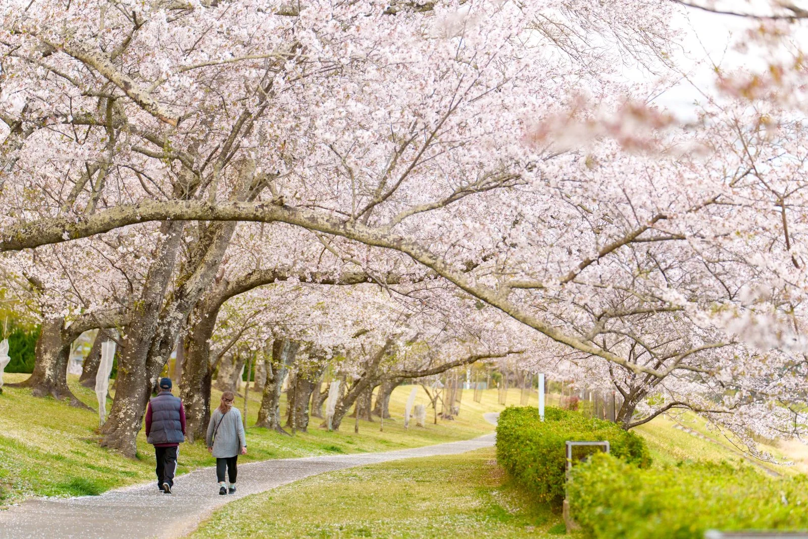 無料壁紙 満開の桜並木。PCとデスクトップ壁紙に最適な4K高画質の無料壁紙。三重県度会町の宮リバー度会パークで撮影したフリー写真素材