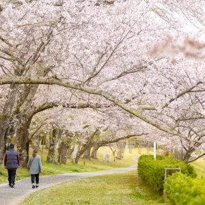 無料壁紙 満開の桜並木。PCとデスクトップ壁紙に最適な4K高画質の無料壁紙。三重県度会町の宮リバー度会パークで撮影したフリー写真素材