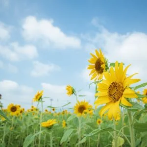 夢ファームターチャンのひまわり畑のフリー素材・壁紙