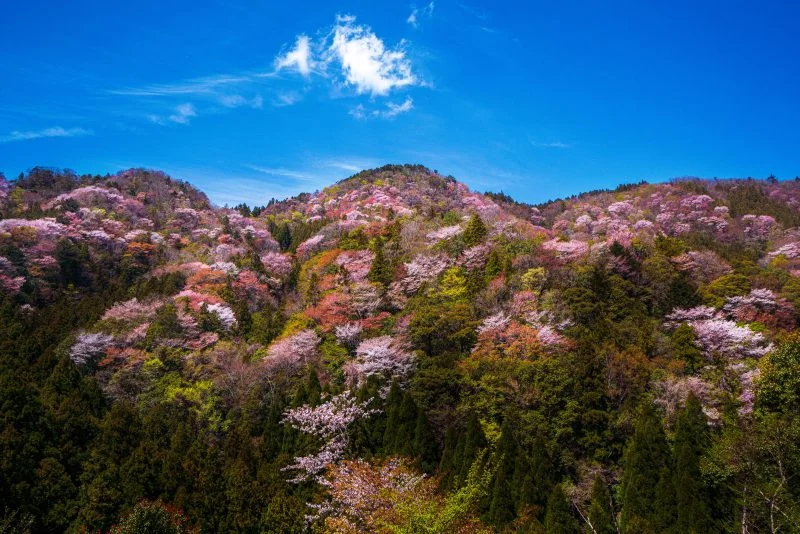 無料壁紙 峠に咲き乱れる山桜。PCとデスクトップ壁紙に最適な4K高画質の無料壁紙。三重県大台町の相津峠の山桜で撮影したフリー写真素材