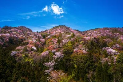 無料壁紙 峠に咲き乱れる山桜。PCとデスクトップ壁紙に最適な4K高画質の無料壁紙。三重県大台町の相津峠の山桜で撮影したフリー写真素材
