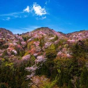 無料壁紙 峠に咲き乱れる山桜。PCとデスクトップ壁紙に最適な4K高画質の無料壁紙。三重県大台町の相津峠の山桜で撮影したフリー写真素材