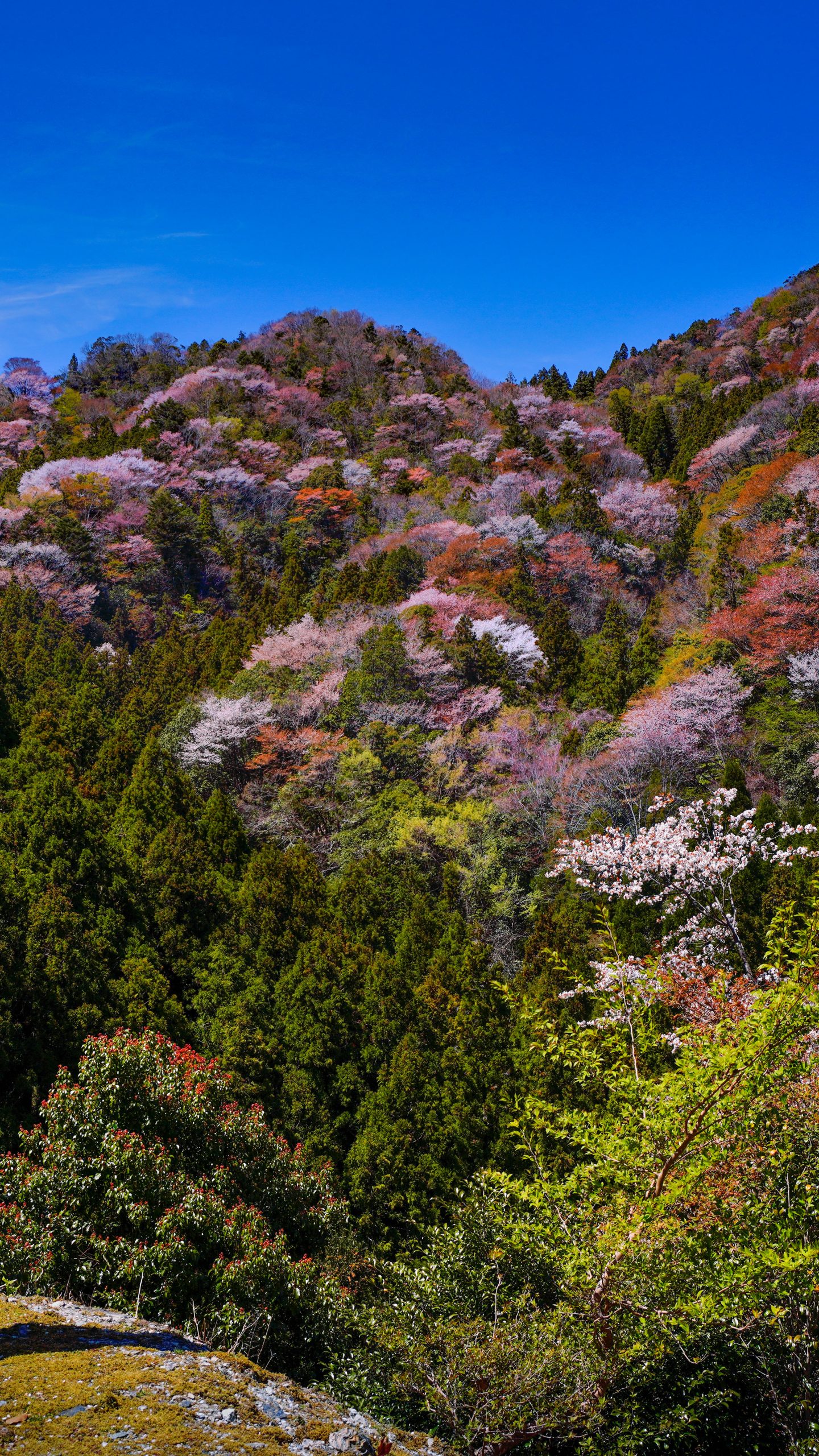 無料壁紙 斜面に広がる山桜。PCとデスクトップ壁紙に最適な4K高画質の無料壁紙。三重県大台町の相津峠の山桜で撮影したフリー写真素材