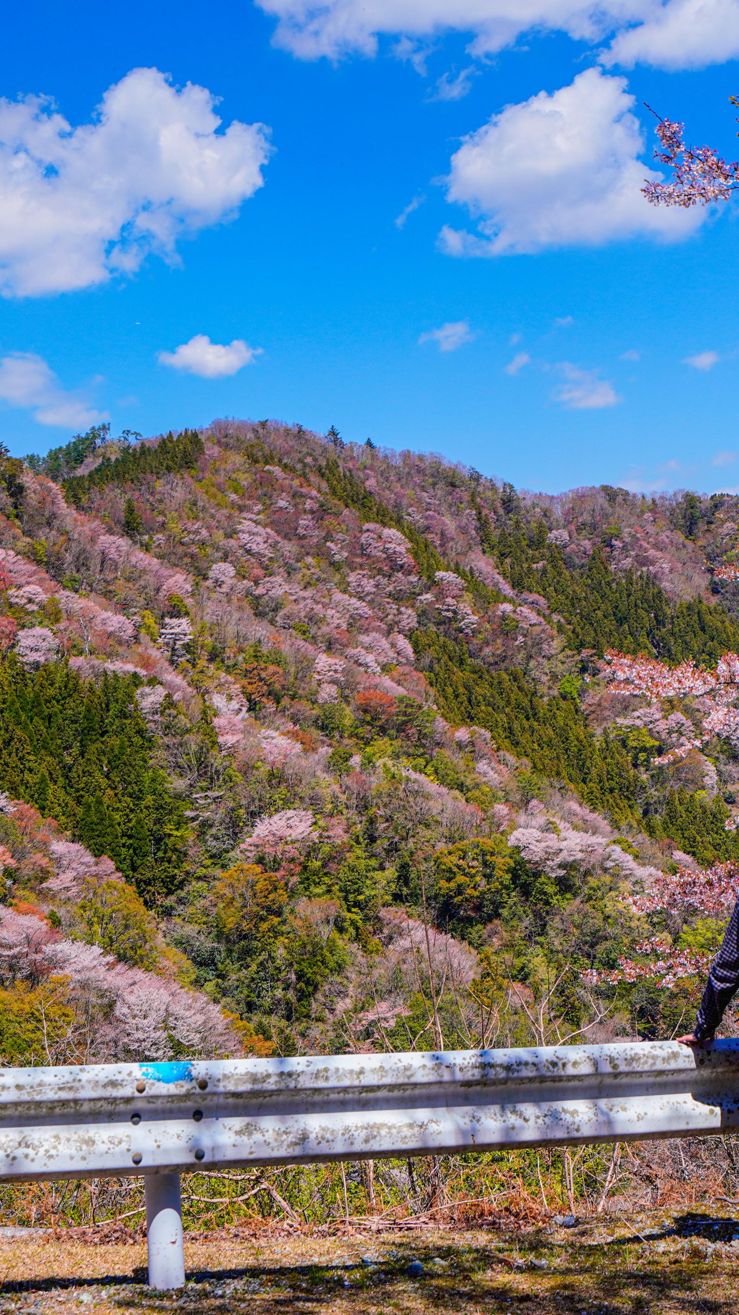 無料壁紙 満開の山桜。PCとデスクトップ壁紙に最適な4K高画質の無料壁紙。三重県大台町の相津峠の山桜で撮影したフリー写真素材
