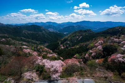 無料壁紙 感謝の丘から眺める山桜。PCとデスクトップ壁紙に最適な4K高画質の無料壁紙。三重県大台町の相津峠の山桜で撮影したフリー写真素材
