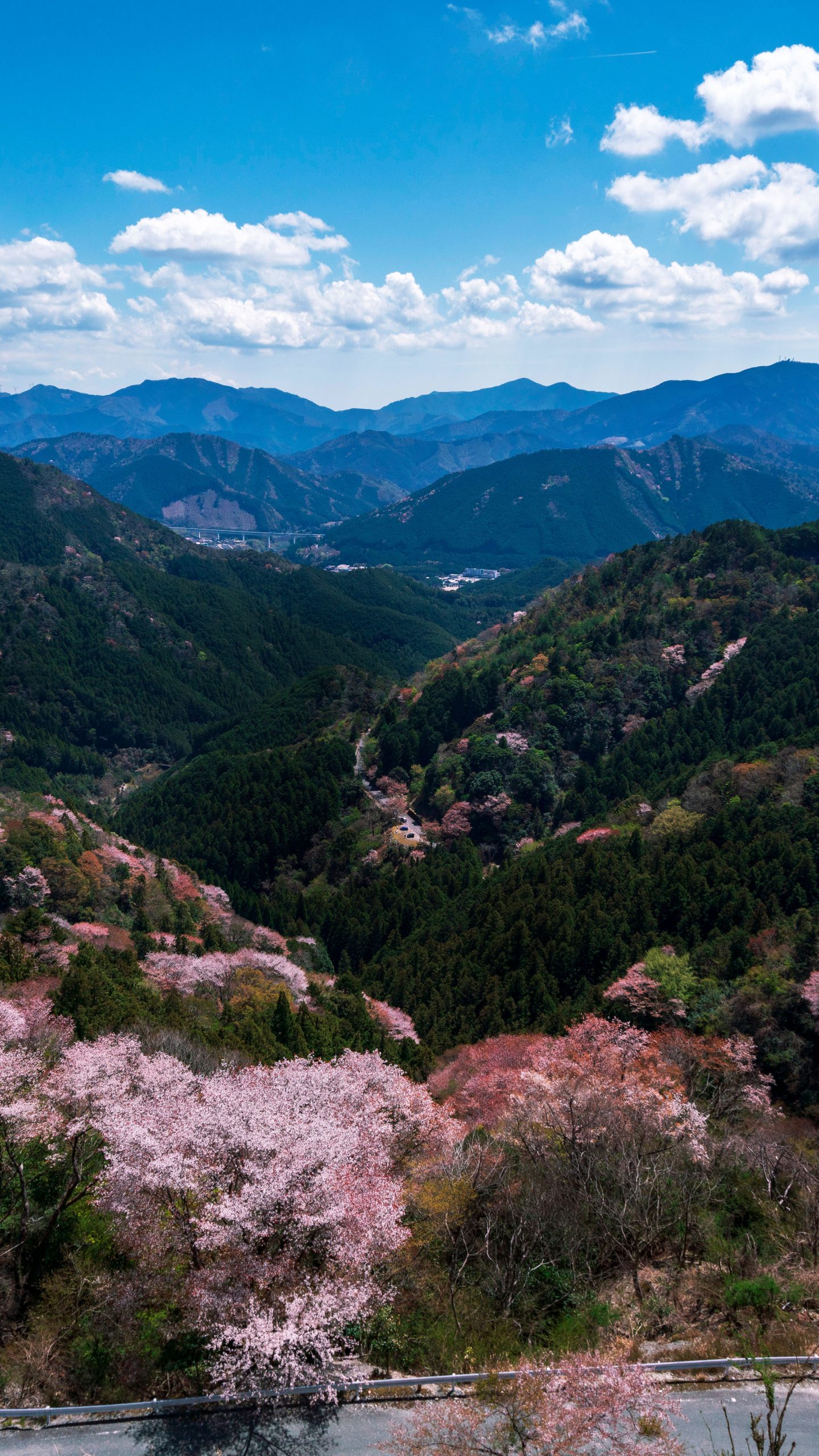 感謝の丘から眺める山桜(三重県大台町・相津峠の山桜)