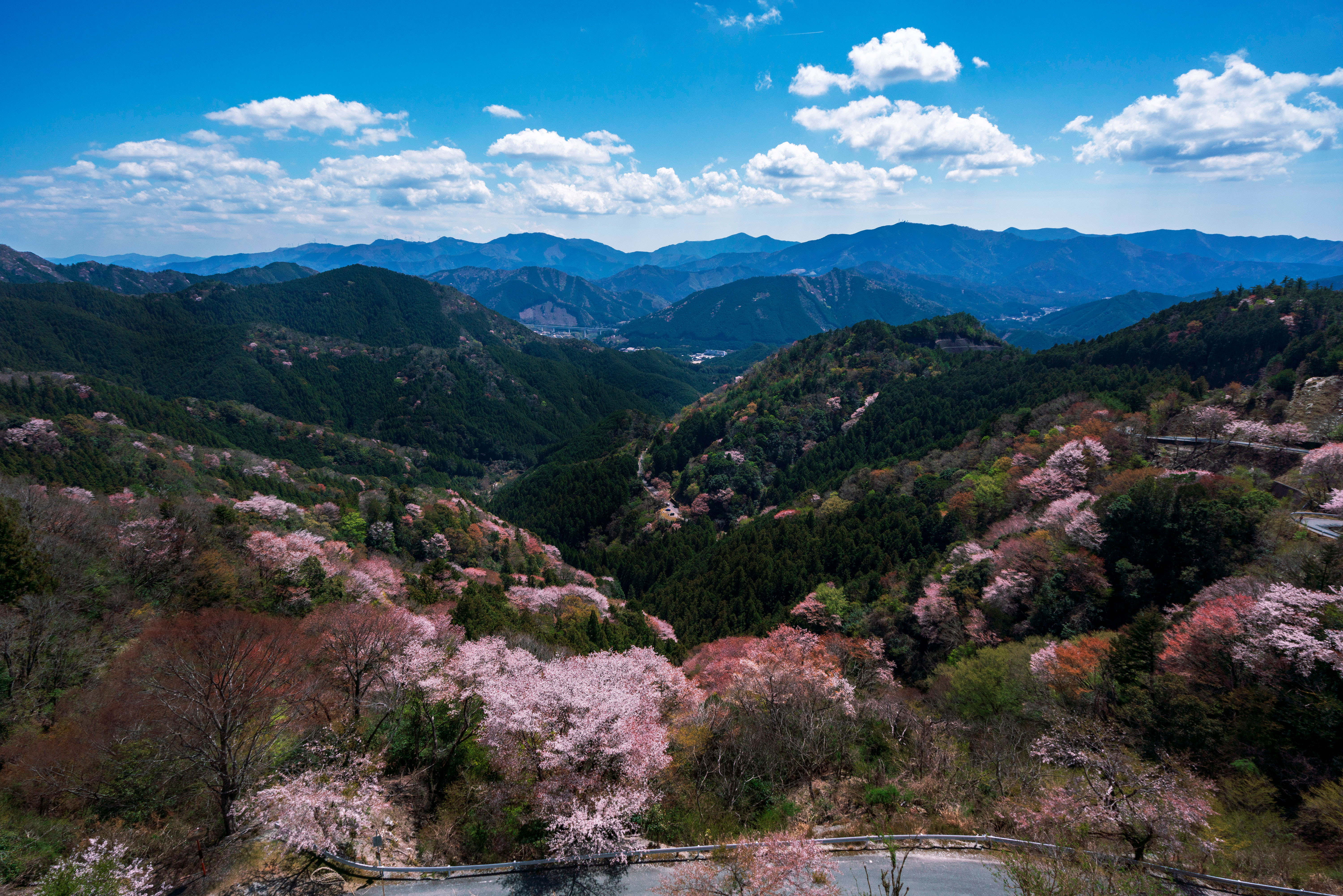 無料壁紙 感謝の丘から眺める山桜。PCとデスクトップ壁紙に最適な4K高画質の無料壁紙。三重県大台町の相津峠の山桜で撮影したフリー写真素材